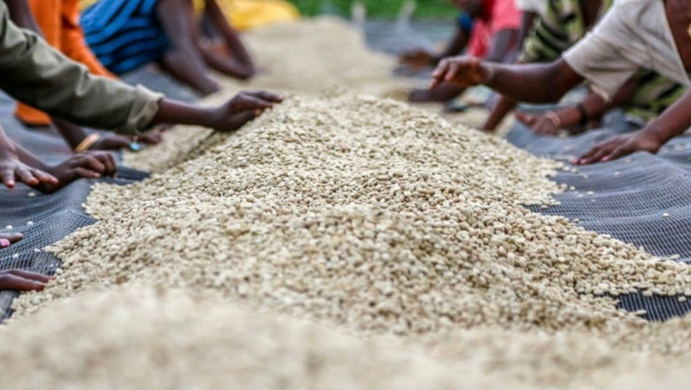 Featured Espresso of the Week — Ethiopia - Tedese Teko