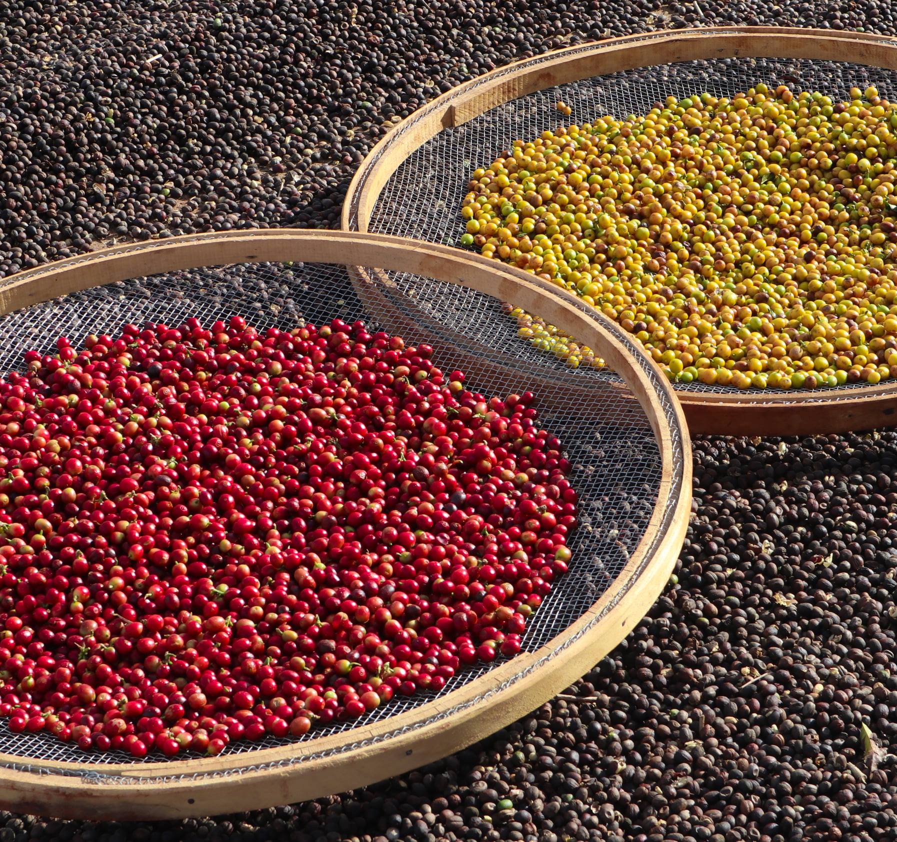 Featured Espresso of the Week — Brazil - Luis Rodrigues Double Washed
