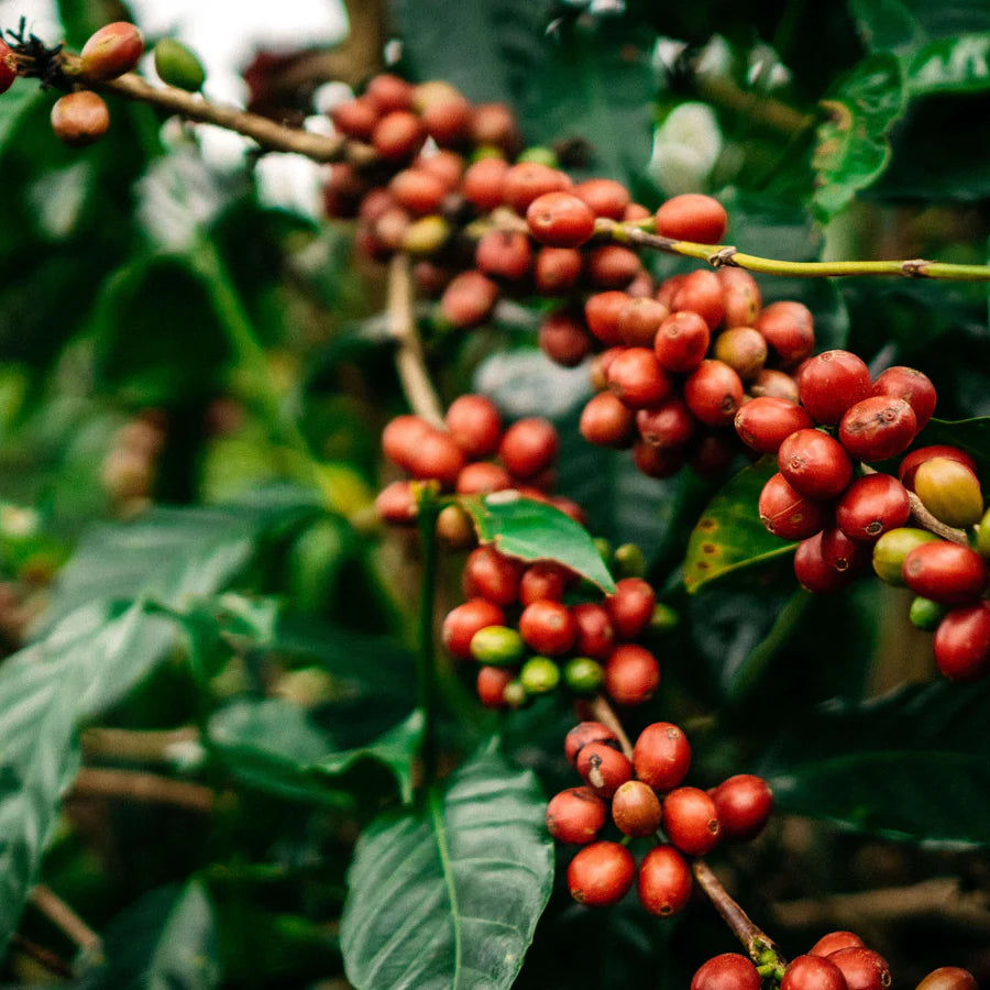 Featured Espresso of the Week — Colombia - El Diamante - Espresso