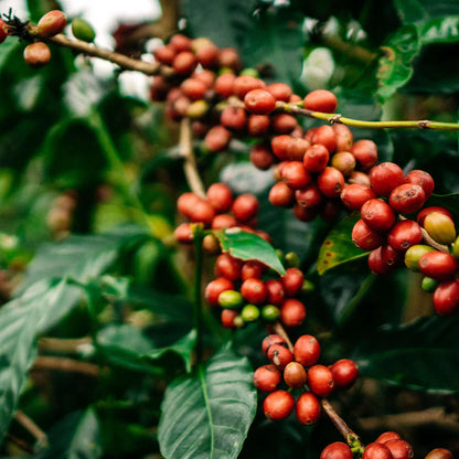 Featured Espresso of the Week — Colombia - El Diamante - Espresso