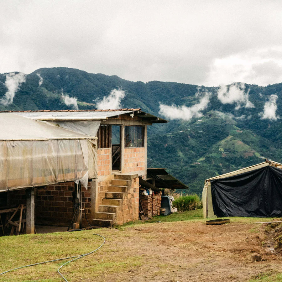 Featured Espresso of the Week — Colombia - El Diamante - Espresso