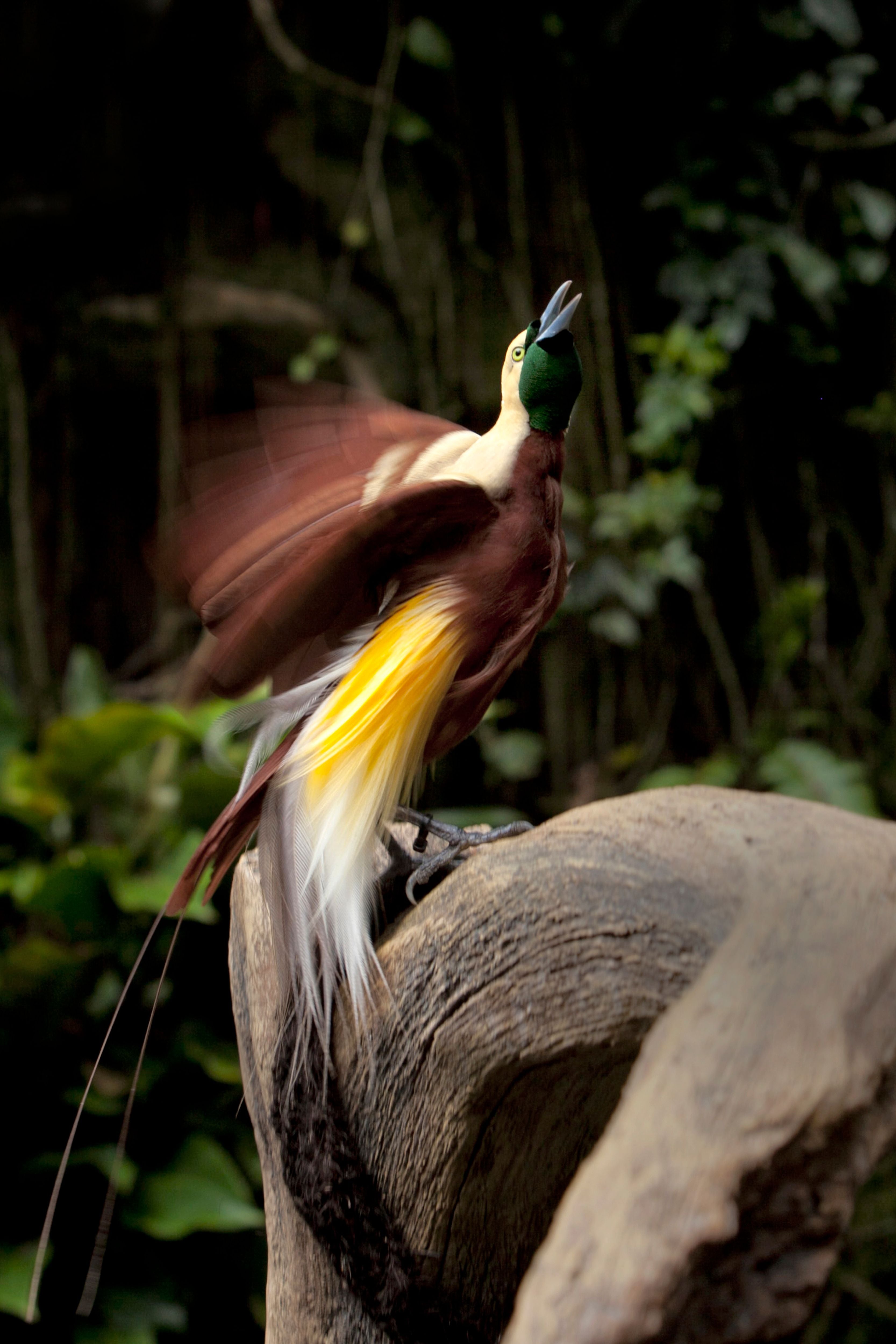 Featured Espresso of the Week — Papua New Guinea Baiyer