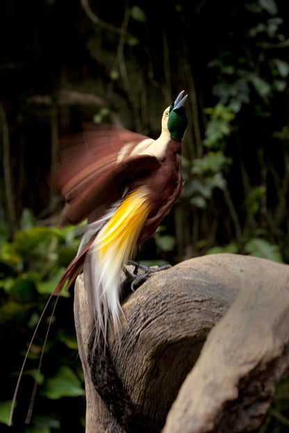 Featured Filter of the Week — Papua New Guinea Baiyer
