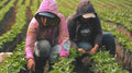 Featured Espresso of the Week — Nicaragua Bonanzo