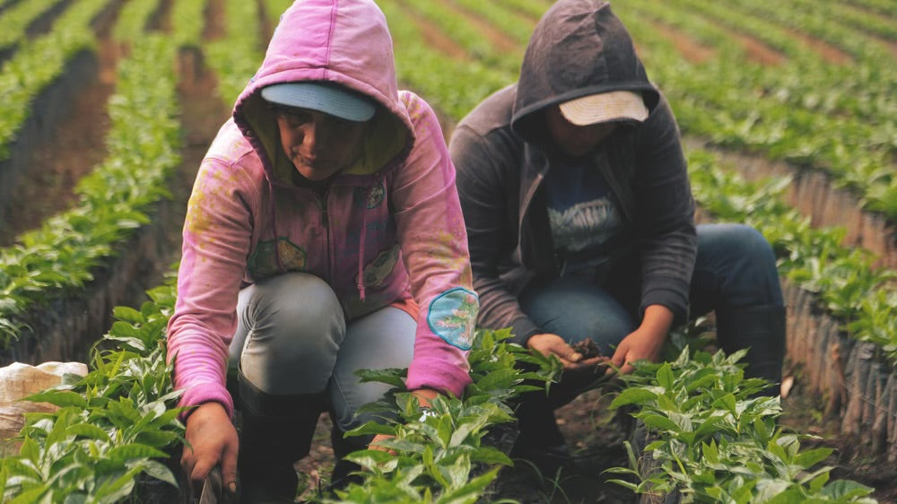 Featured Espresso of the Week — Nicaragua Bonanzo