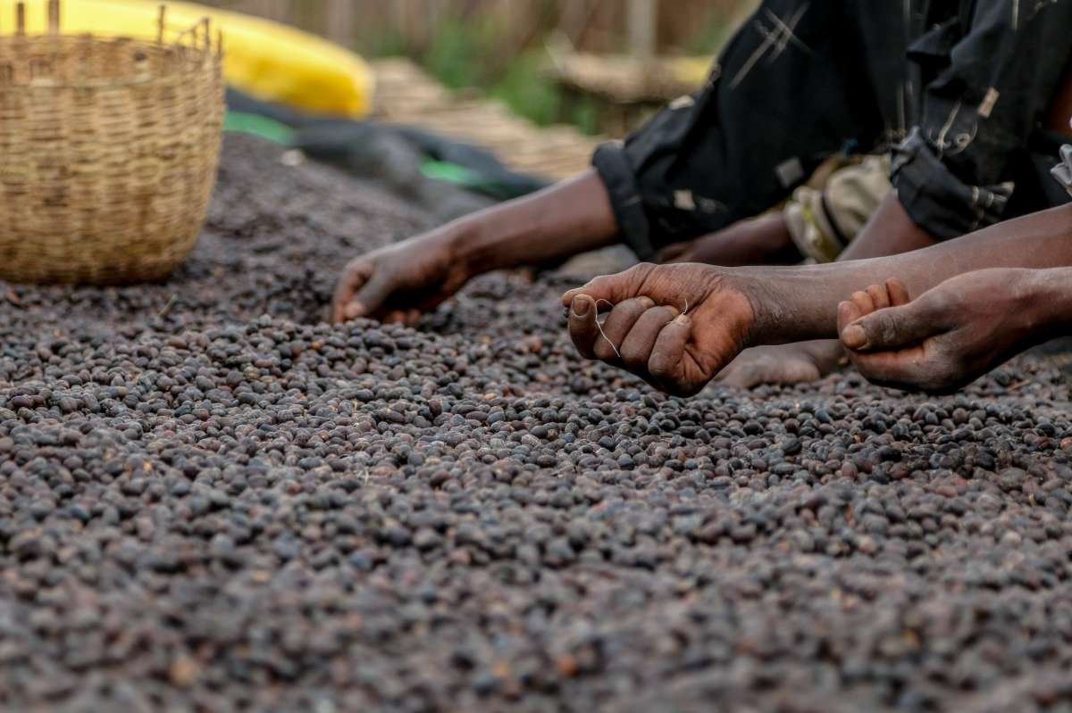 Featured Filter of the Week — Ethiopia - Banko Gotiti Grade 1 - Natural