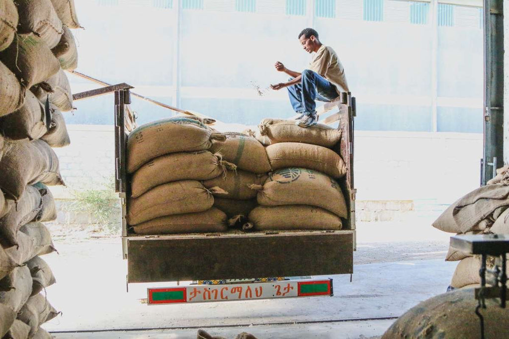 Featured Filter of the Week — Ethiopia - Banko Gotiti Grade 1 - Natural
