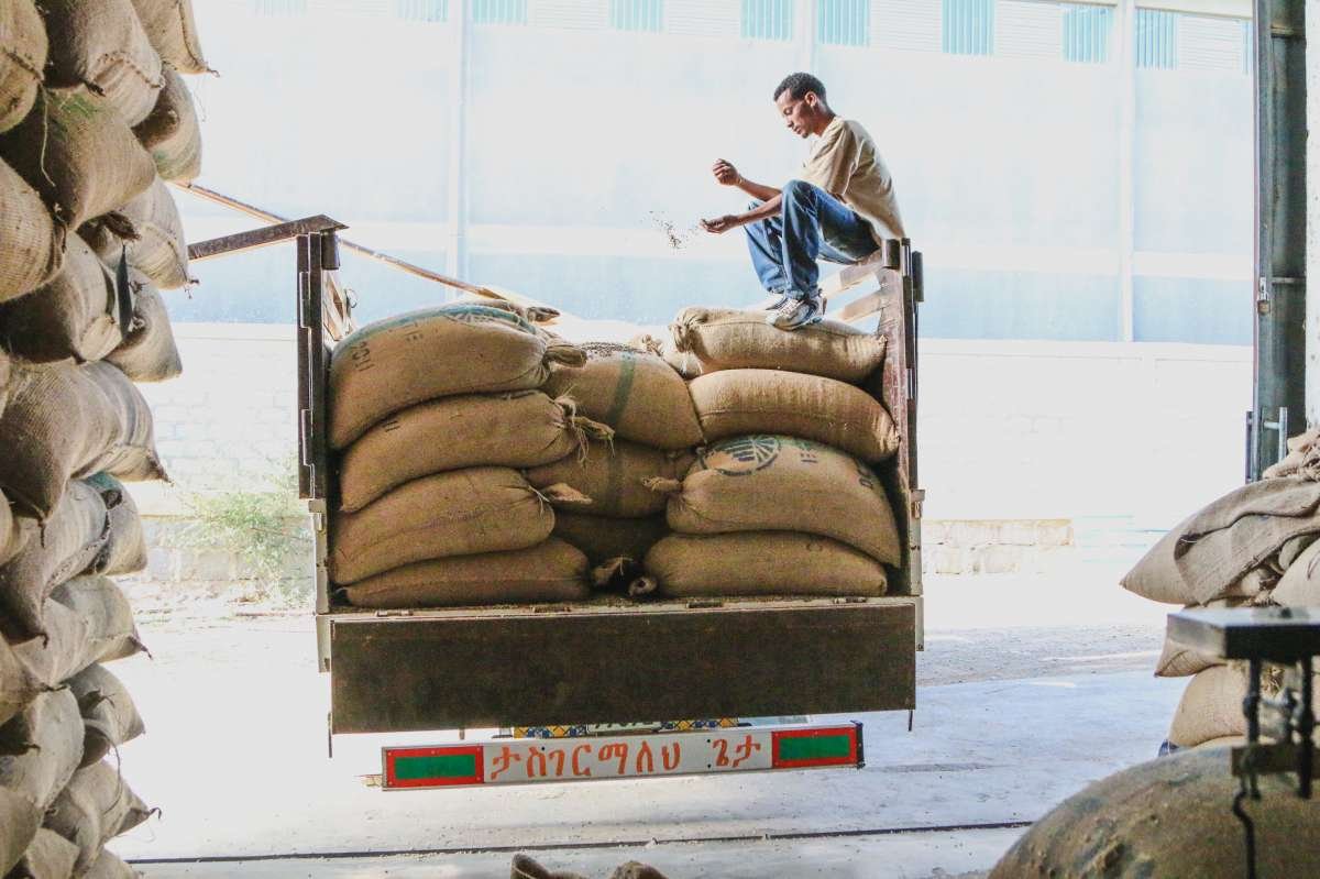 Featured Filter of the Week — Ethiopia - Banko Gotiti Grade 1 - Natural