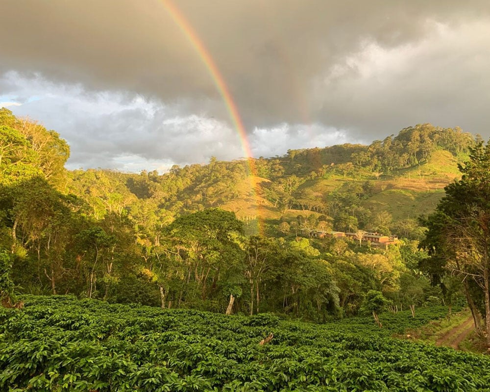 Featured Espresso of the Week — Brazil - Mantiqueira de Minas - Pulped Natural