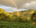 Featured Espresso of the Week — Brazil - Mantiqueira de Minas - Pulped Natural