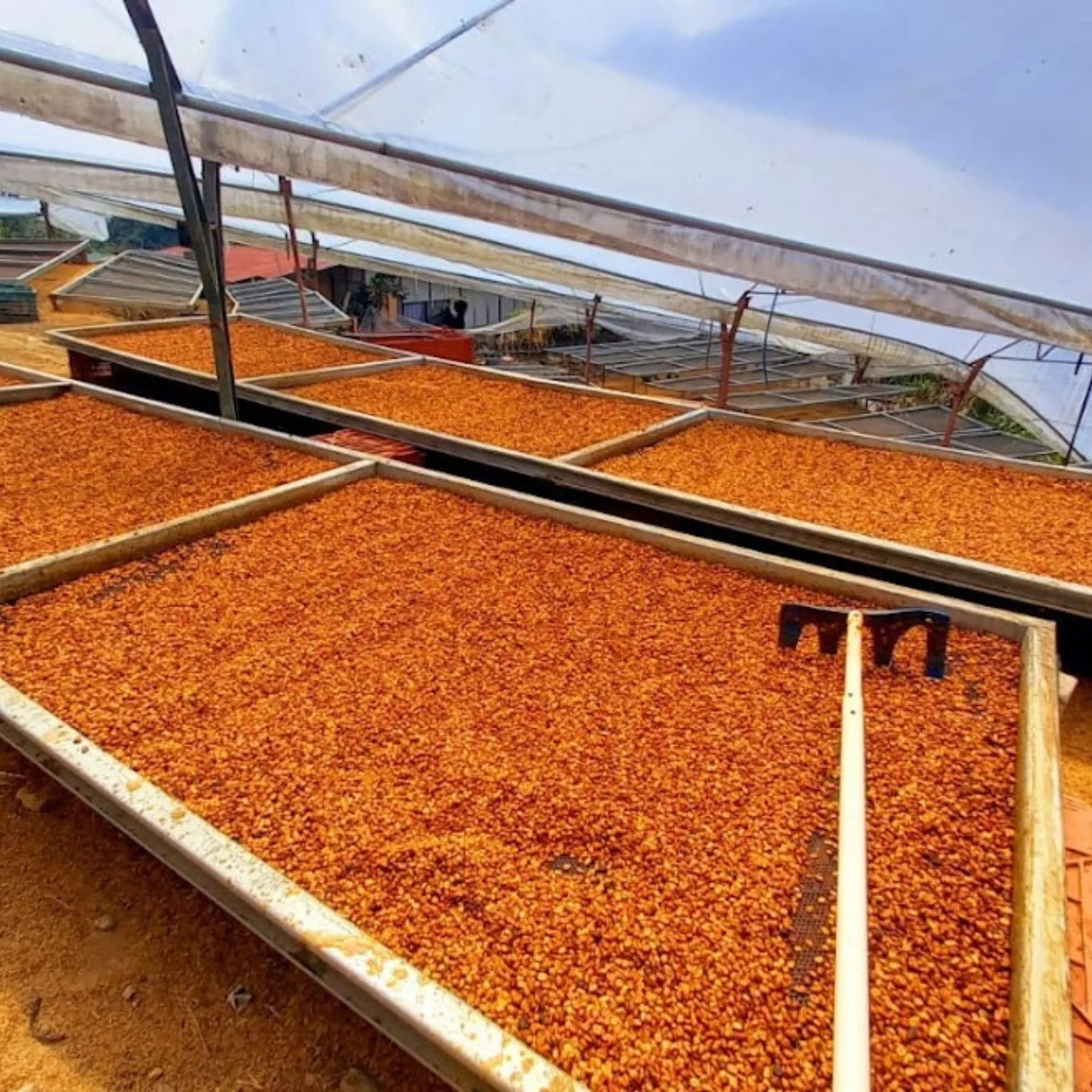Featured Espresso of the Week — Costa Rica - Joicafe Rested & Washed Espresso