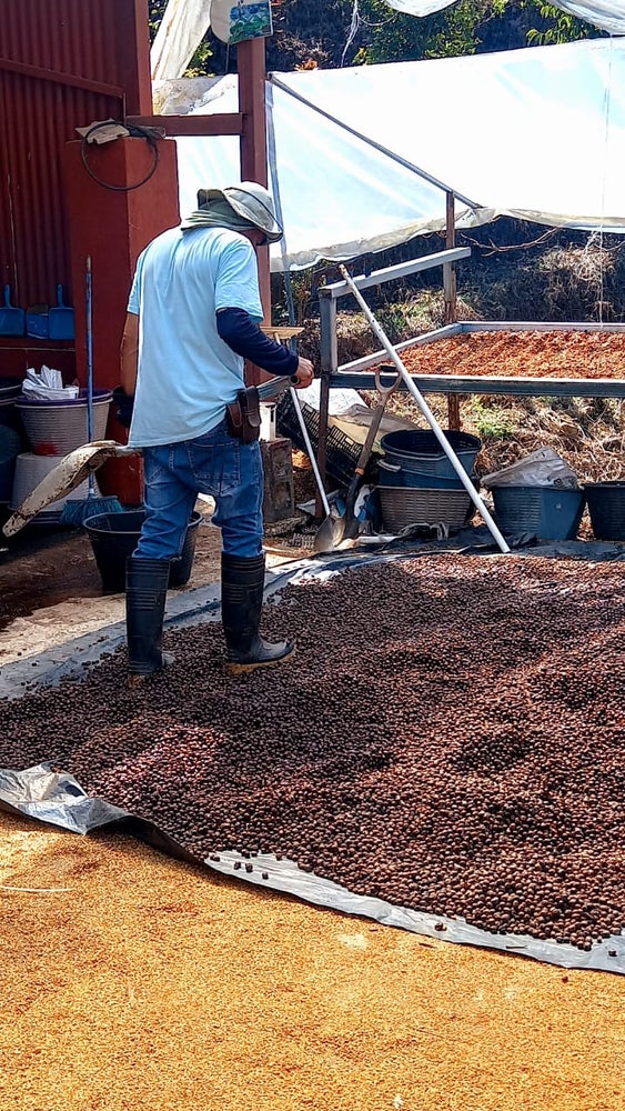 Featured Espresso of the Week — Costa Rica - Joicafe Rested & Washed